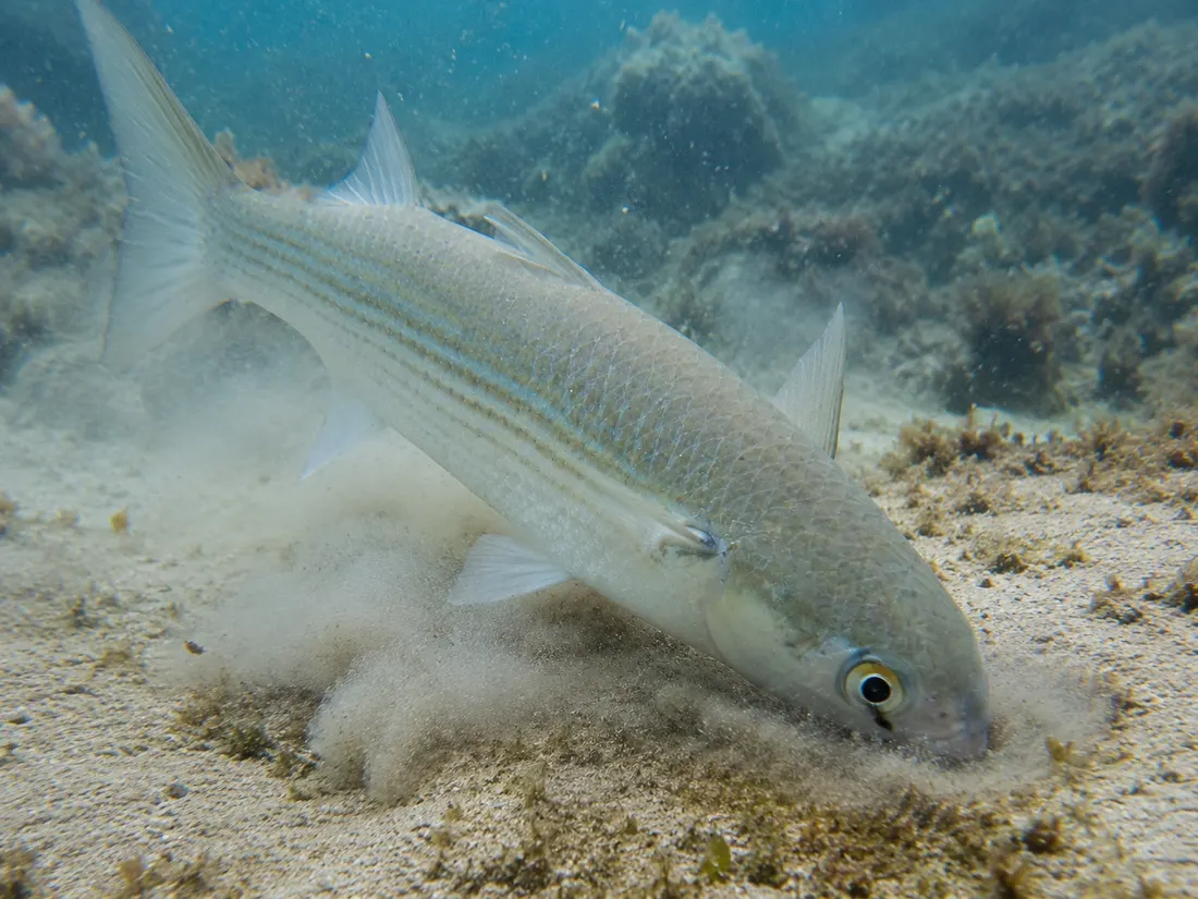 Cefalo (Mugil cephalus) in azione