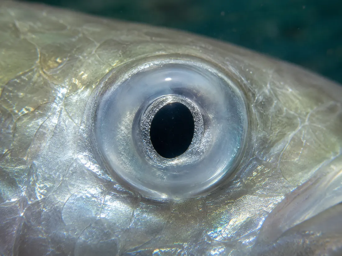 Cefalo (Mugil cephalus) in un dettaglio ravvicinato
