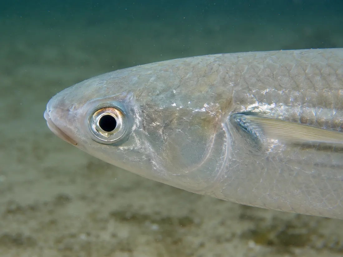 Cefalo (Mugil cephalus) in un dettaglio ravvicinato