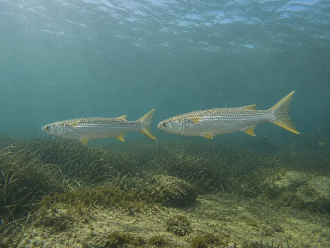 Cefalo (Mugil cephalus) nel suo habitat