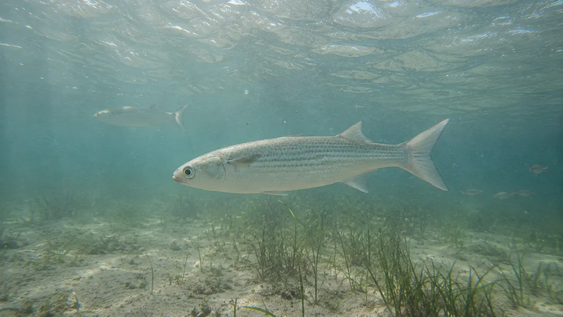 Cefalo (Mugil cephalus) nel suo habitat