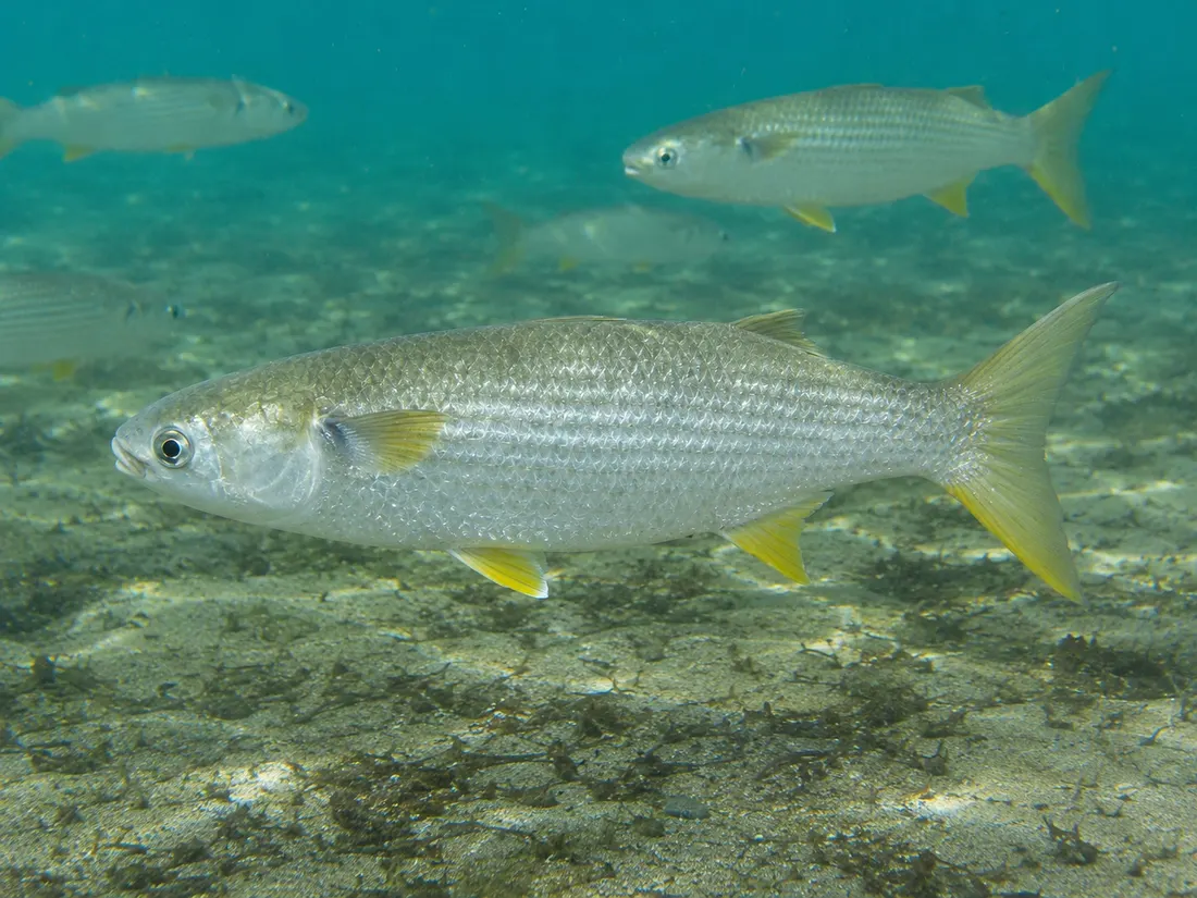 Cefalo (Mugil cephalus) in gruppo