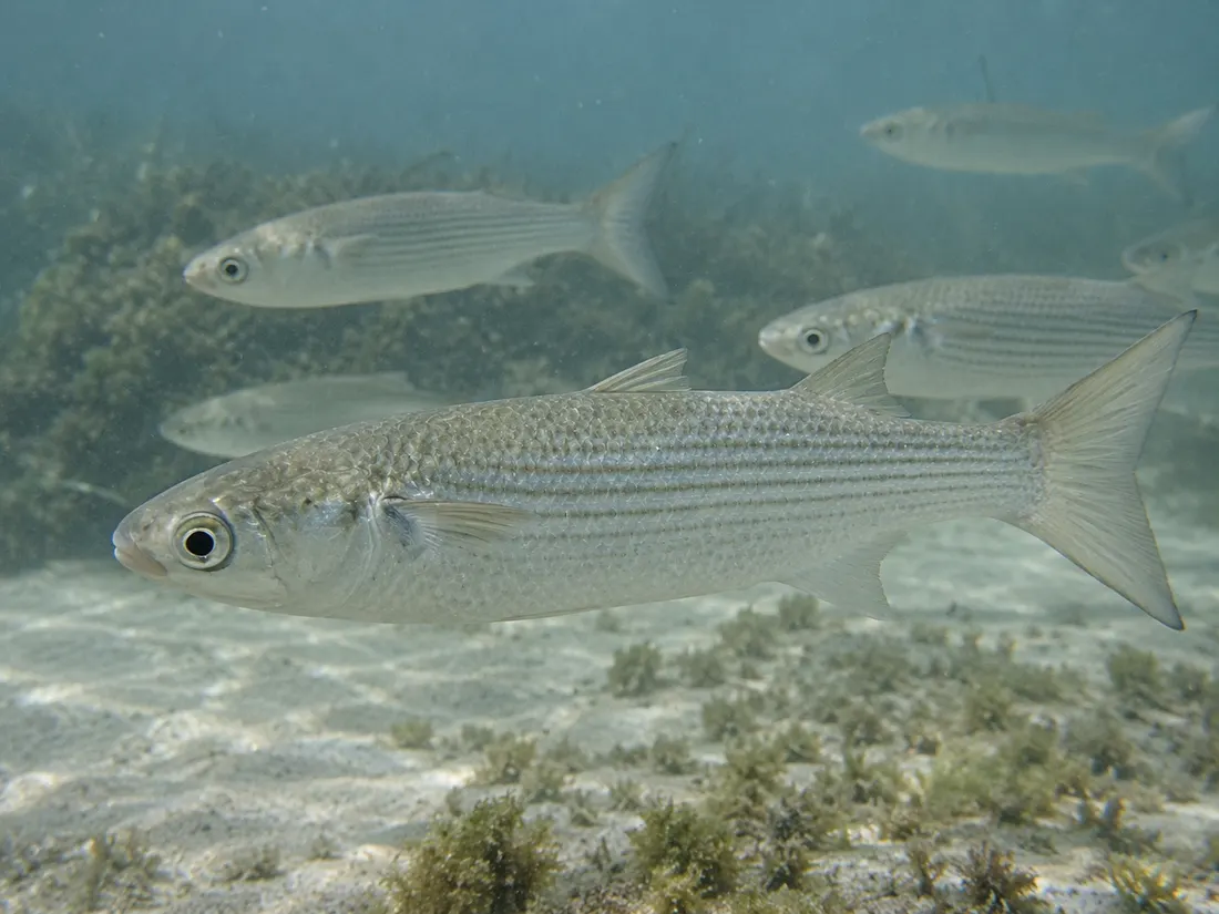 Cefalo (Mugil cephalus) in gruppo
