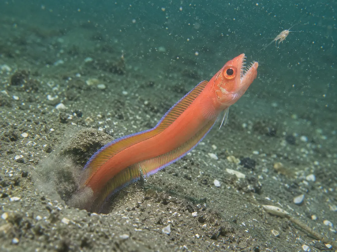 Cepola (Cepola macrophthalma) in un dettaglio ravvicinato