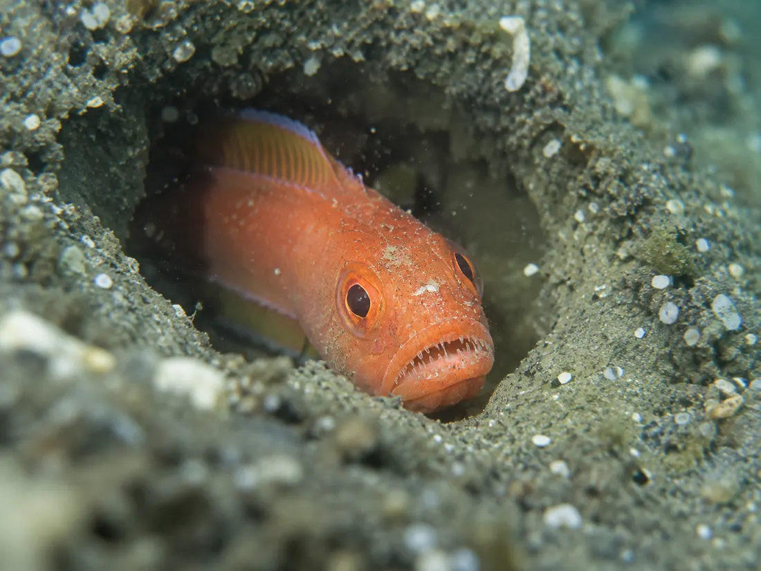 Cepola (Cepola macrophthalma) in un dettaglio ravvicinato