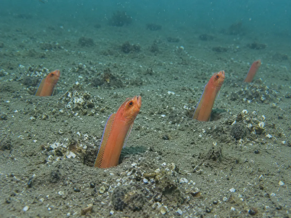 Cepola (Cepola macrophthalma) in un dettaglio ravvicinato
