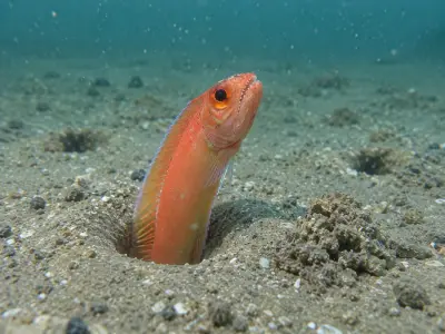 Cepola