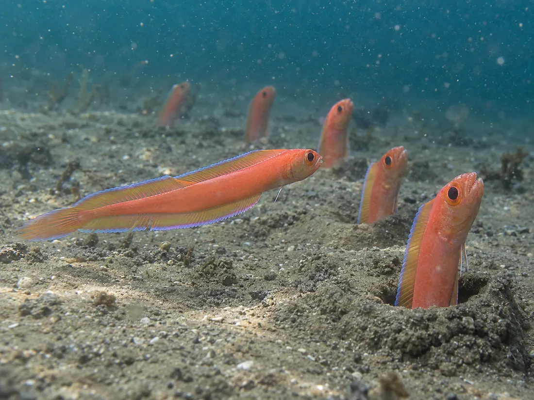 Cepola (Cepola macrophthalma) in un dettaglio ravvicinato