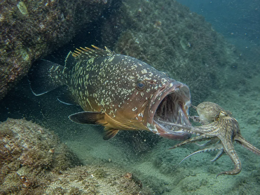 Cernia bruna (Epinephelus marginatus) in azione