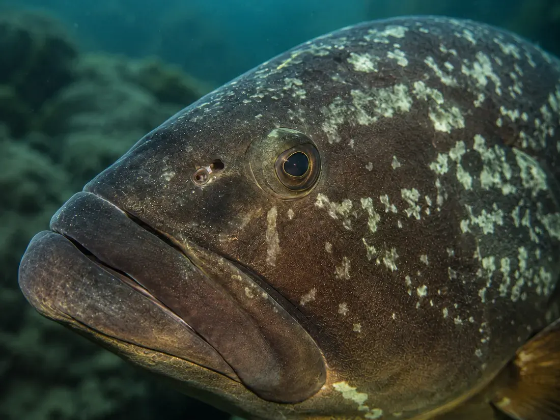 Cernia bruna (Epinephelus marginatus) in un dettaglio ravvicinato