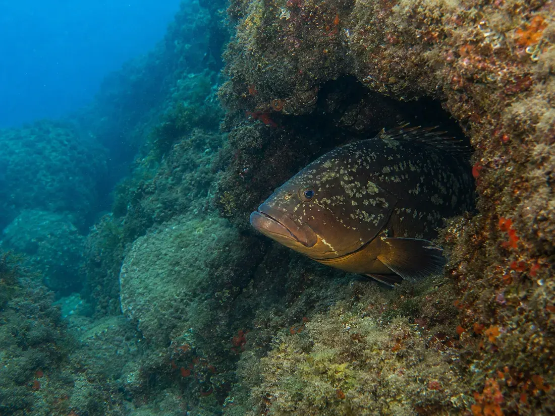 Cernia bruna (Epinephelus marginatus) nel suo habitat
