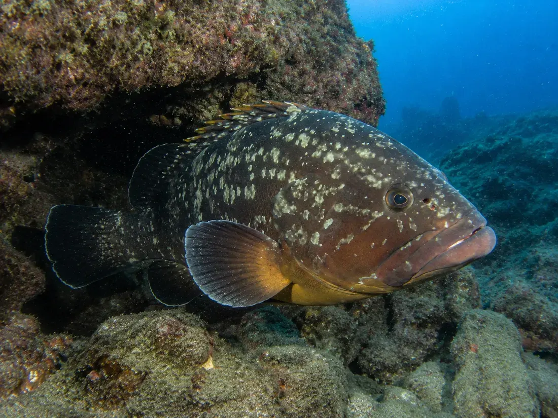 Cernia bruna (Epinephelus marginatus) in gruppo