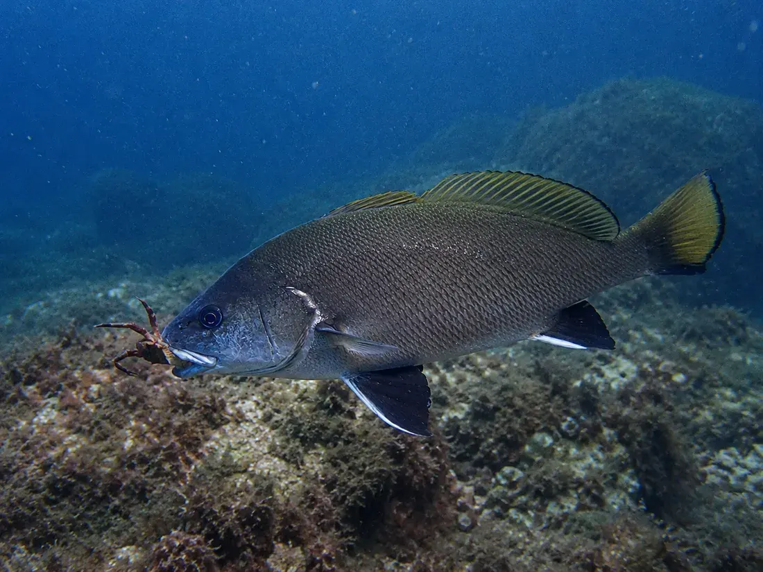 Corvina (Sciaena umbra) in azione