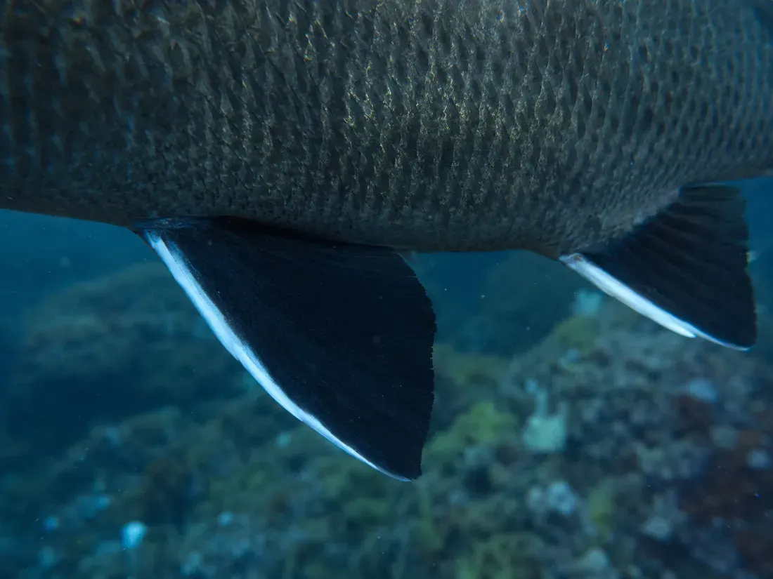 Corvina (Sciaena umbra) in un dettaglio ravvicinato