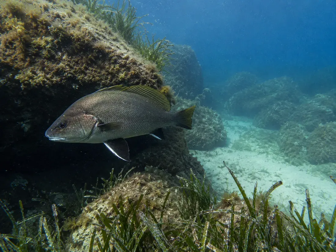 Corvina (Sciaena umbra) nel suo habitat