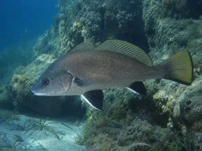 Corvina