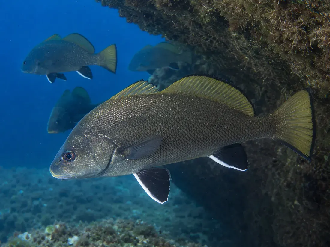 Corvina (Sciaena umbra) in gruppo