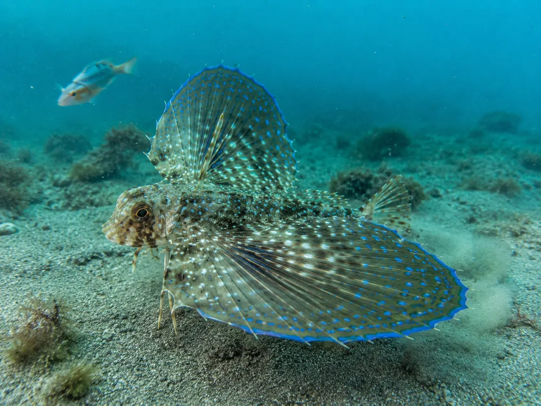 Pesce civetta (Dactylopterus volitans) in azione