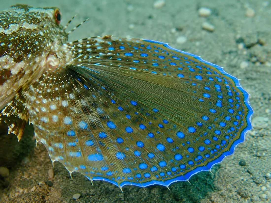 Pesce civetta (Dactylopterus volitans) in un dettaglio ravvicinato