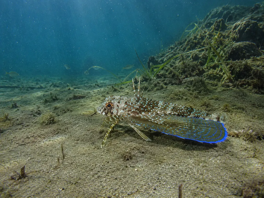 Pesce civetta (Dactylopterus volitans) nel suo habitat
