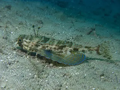 Pesce civetta