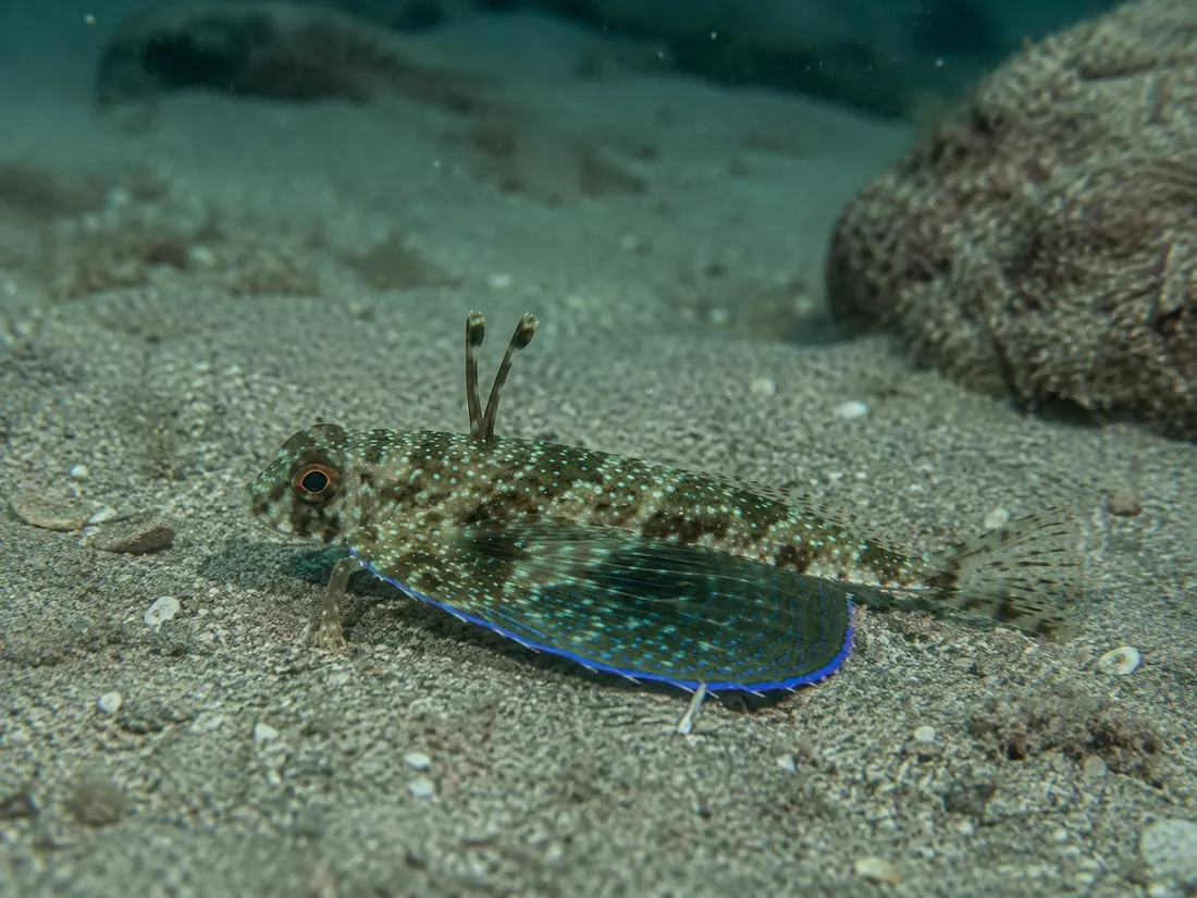 Pesce civetta (Dactylopterus volitans) in gruppo