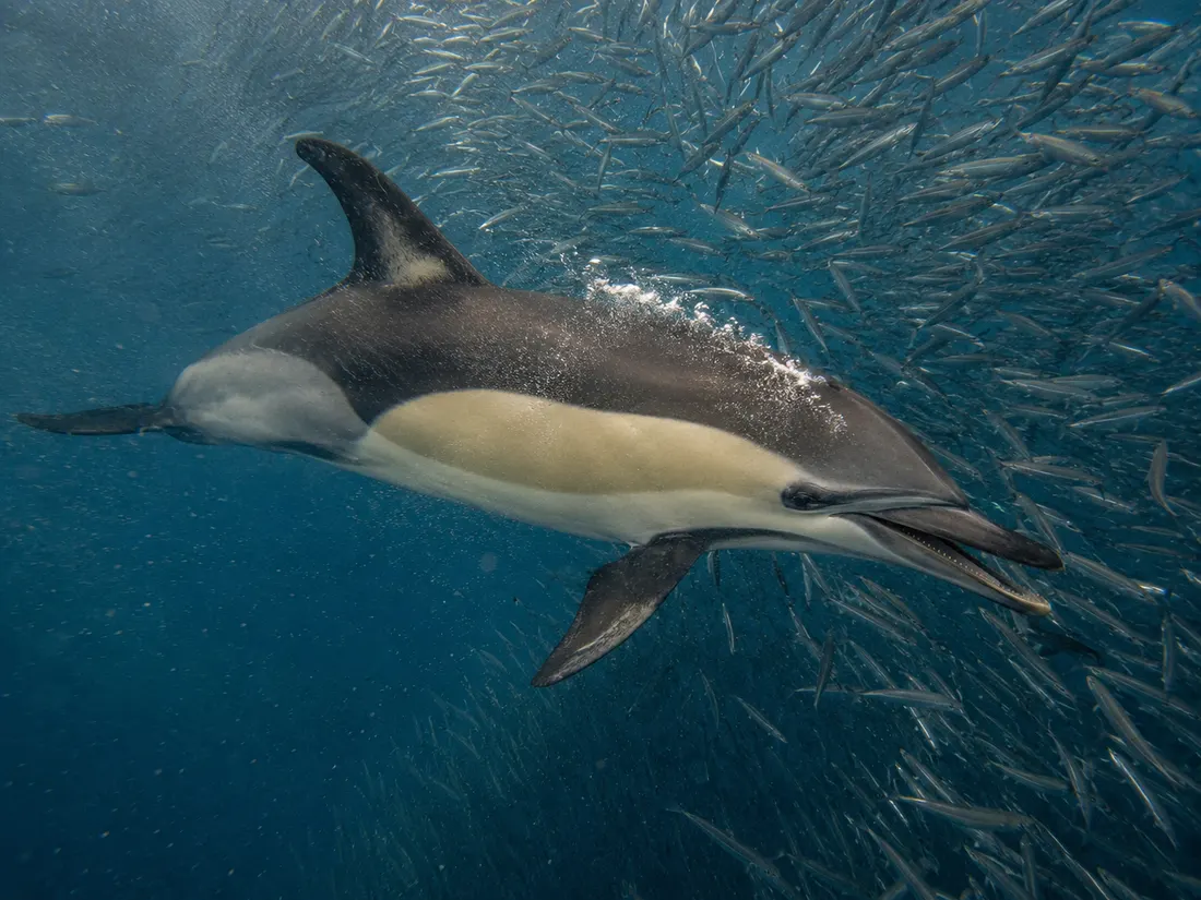 Delfino comune (Delphinus delphis) in azione