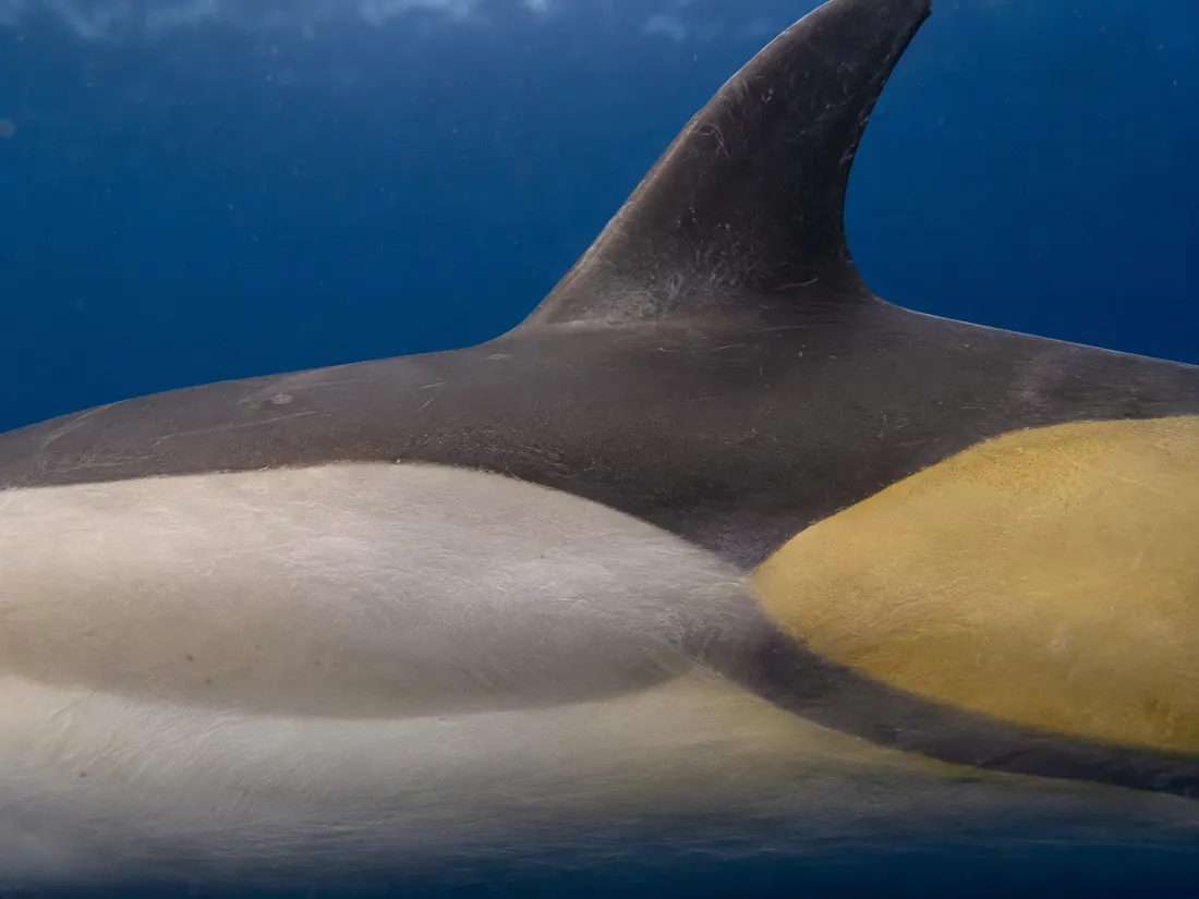 Delfino comune (Delphinus delphis) in un dettaglio ravvicinato