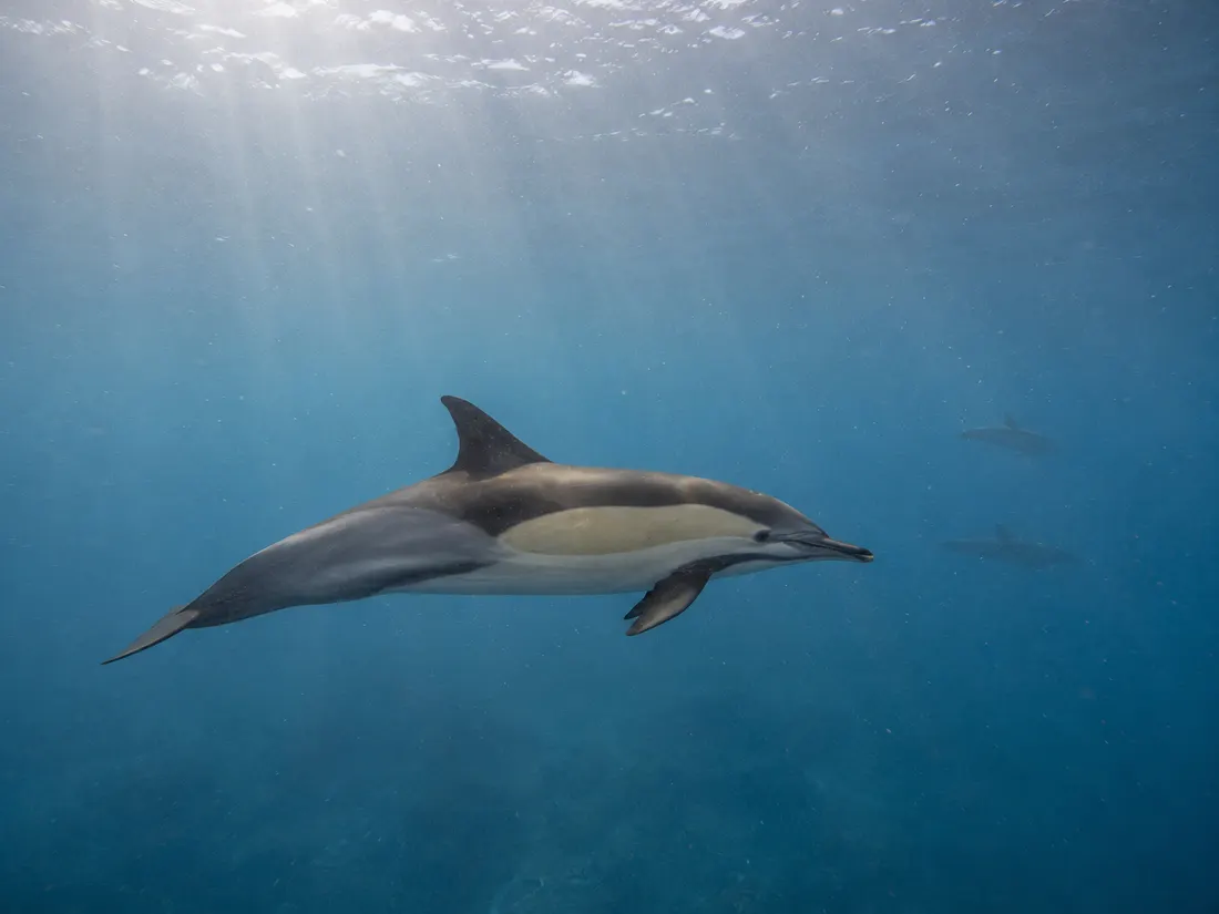 Delfino comune (Delphinus delphis) nel suo habitat