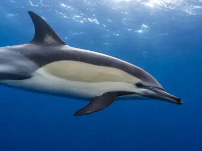 Delfino comune