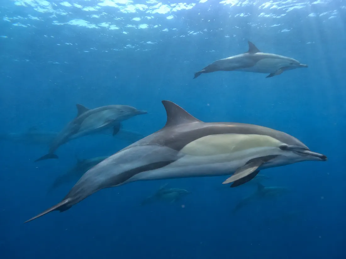 Delfino comune (Delphinus delphis) in gruppo