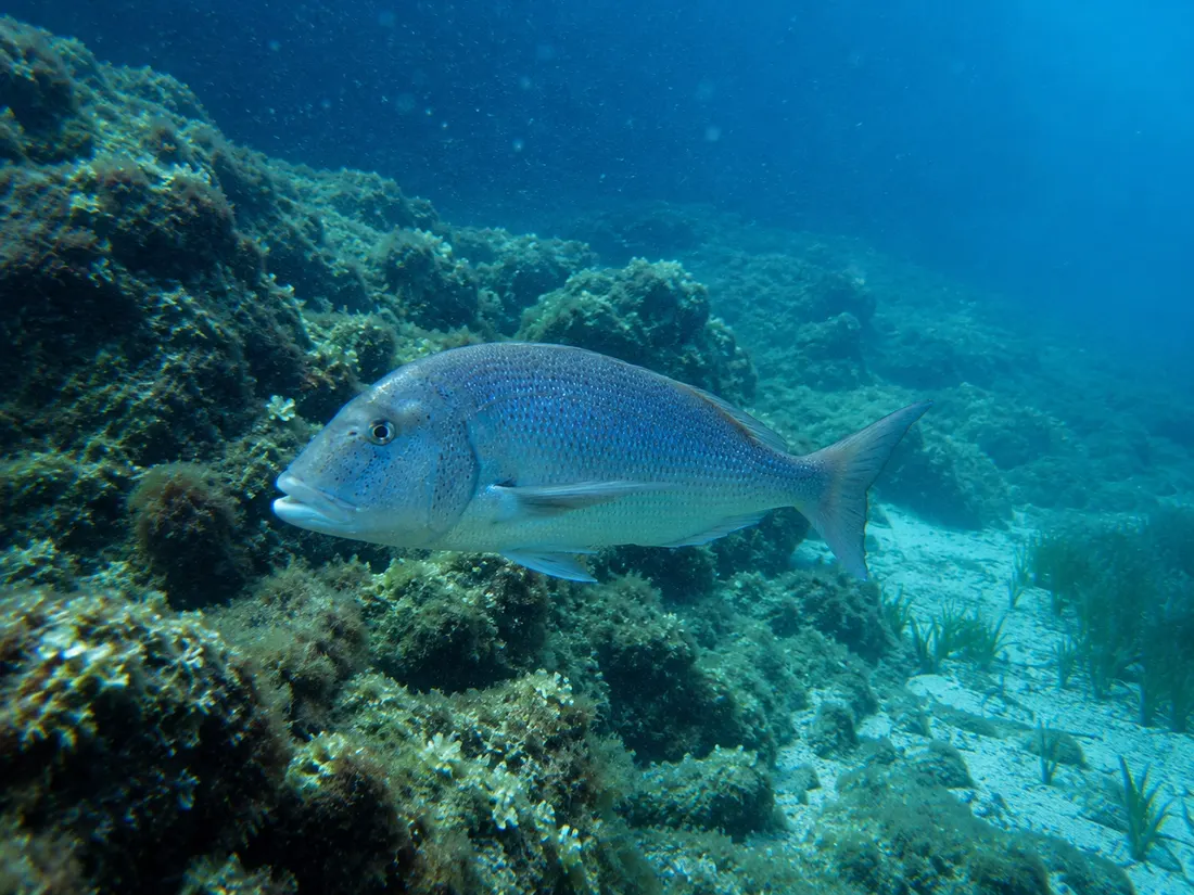 Dentice (Dentex dentex) nel suo habitat