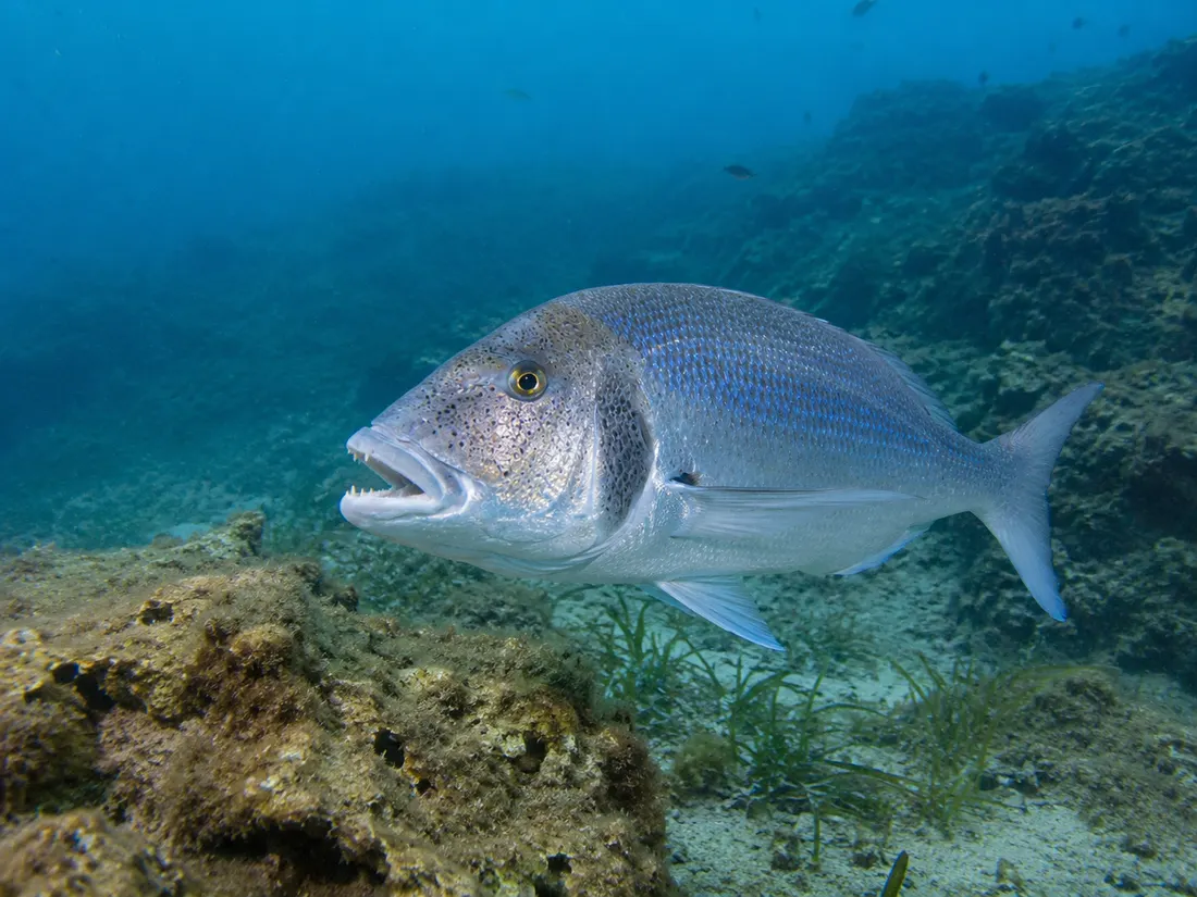 Dentice (Dentex dentex) nel suo habitat