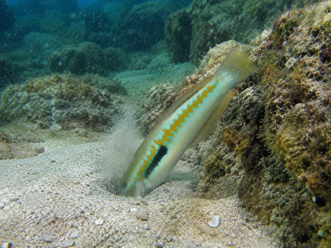 Donzella (Coris julis) in azione