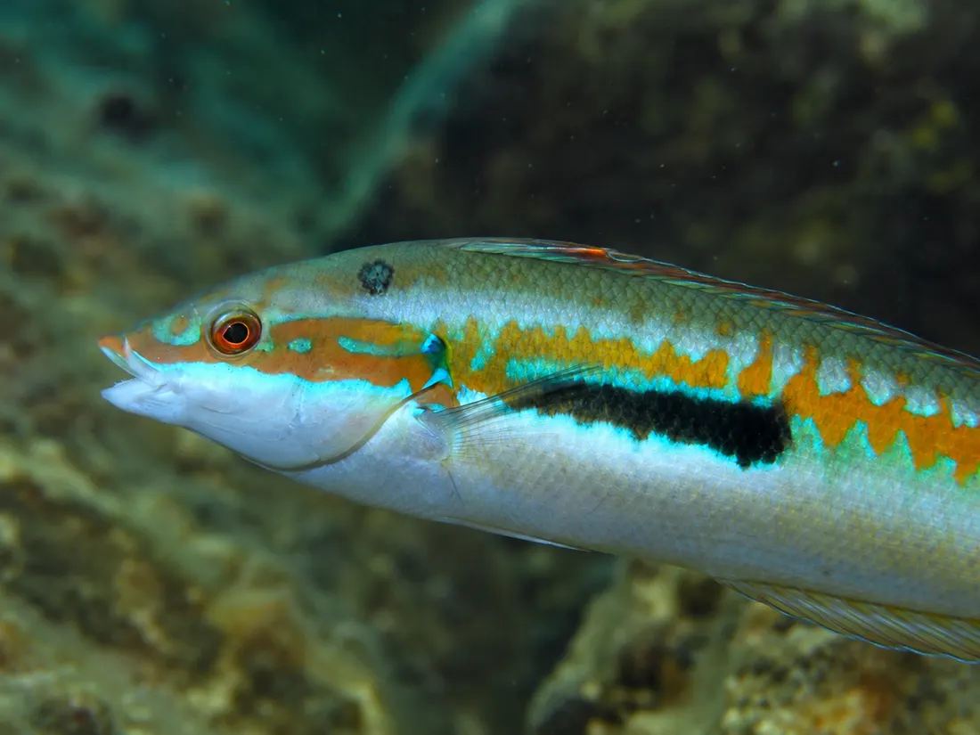 Donzella (Coris julis) in un dettaglio ravvicinato