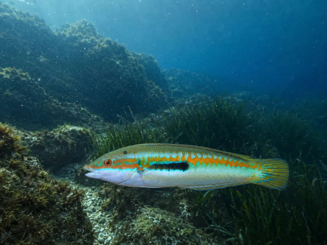 Donzella (Coris julis) nel suo habitat