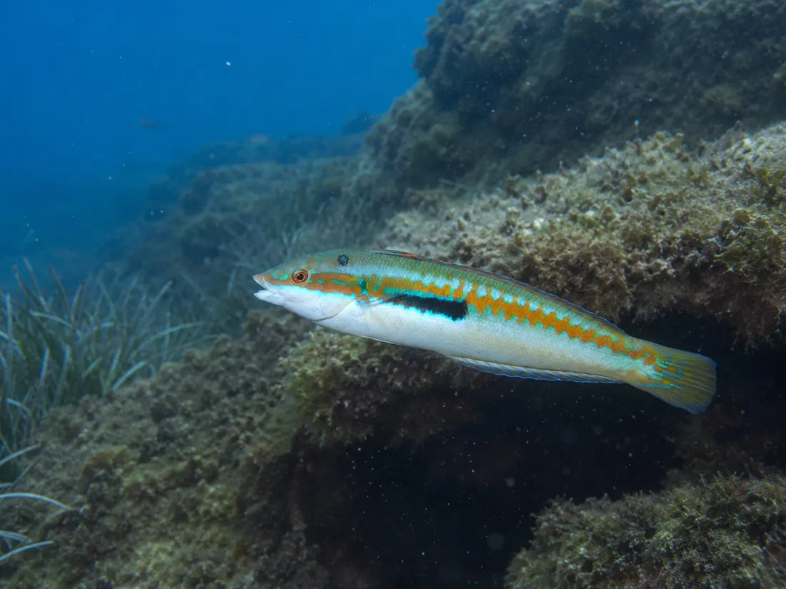 Donzella (Coris julis) in gruppo