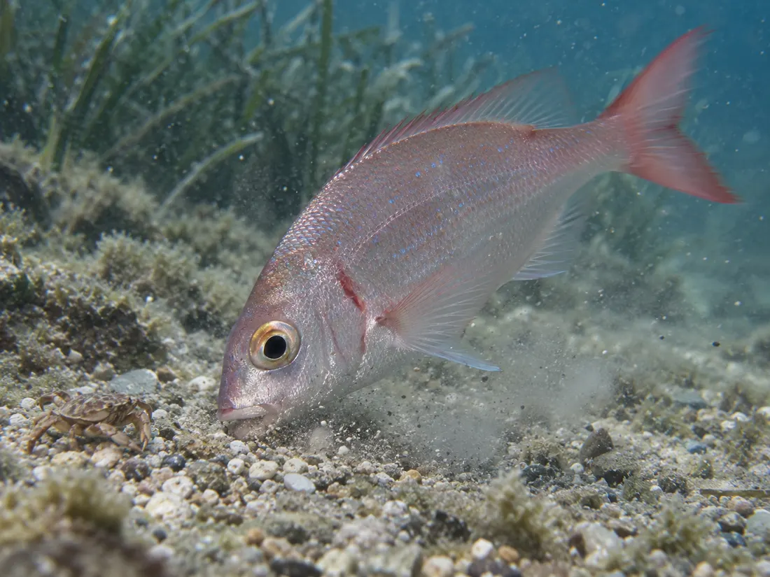 Fragolino (Pagellus erythrinus) in azione