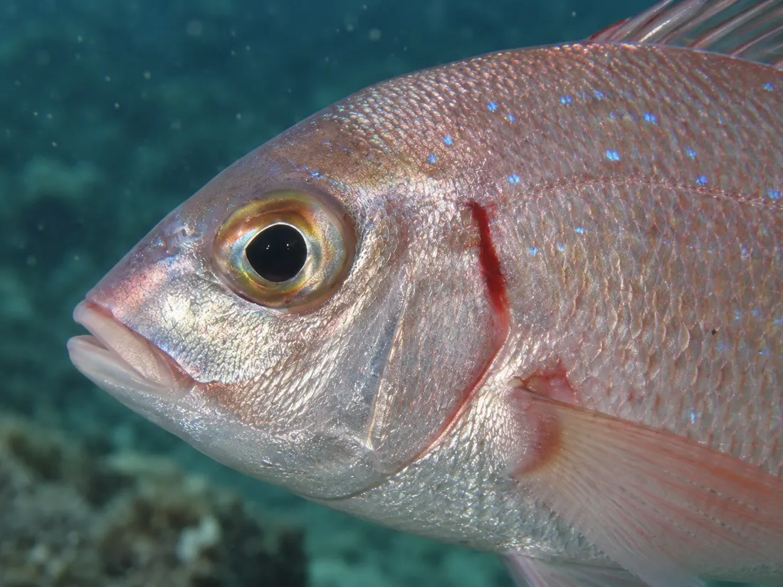 Fragolino (Pagellus erythrinus) in un dettaglio ravvicinato