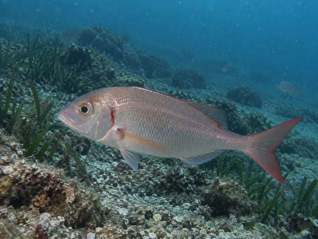 Fragolino (Pagellus erythrinus) nel suo habitat