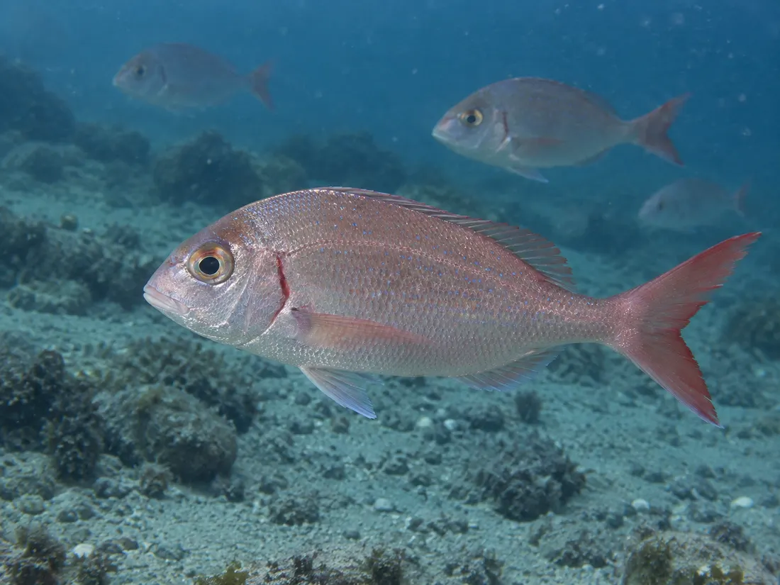 Fragolino (Pagellus erythrinus) in gruppo