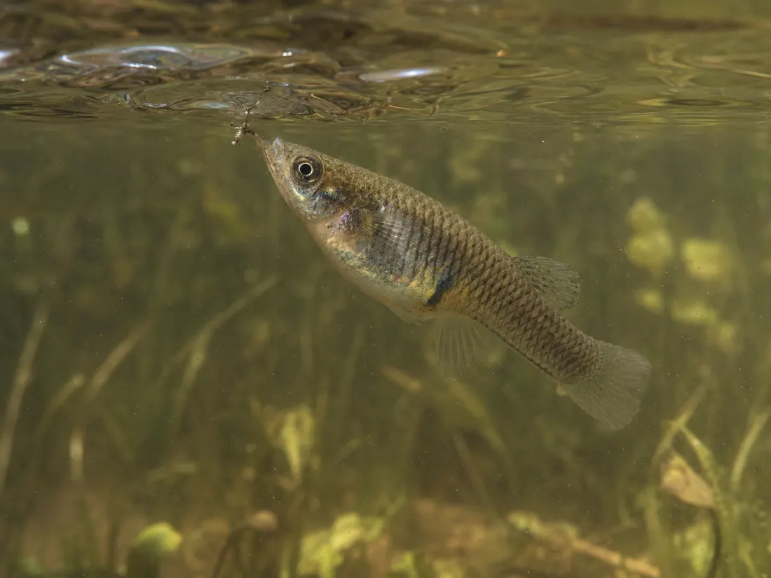 Gambusia (Gambusia affinis) in azione