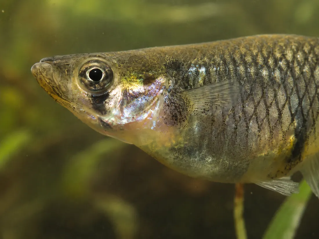 Gambusia (Gambusia affinis) in un dettaglio ravvicinato
