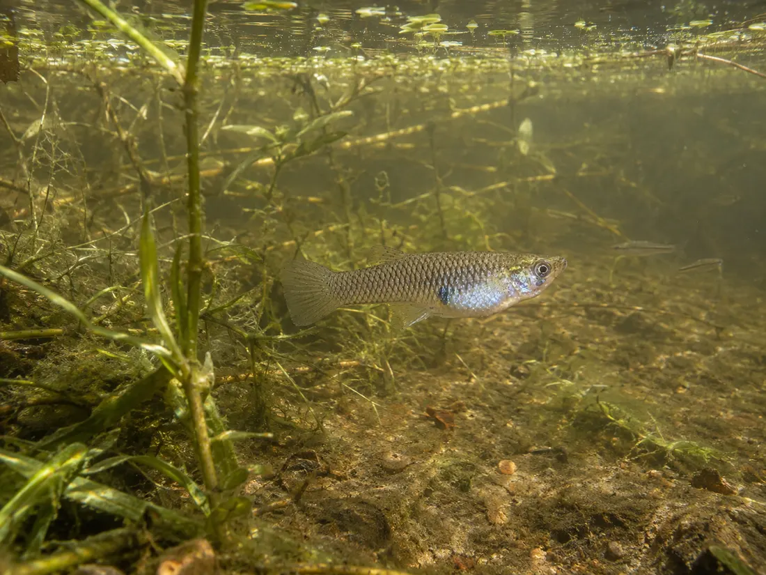 Gambusia (Gambusia affinis) nel suo habitat