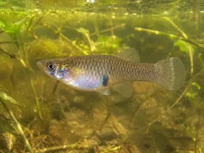 Gambusia