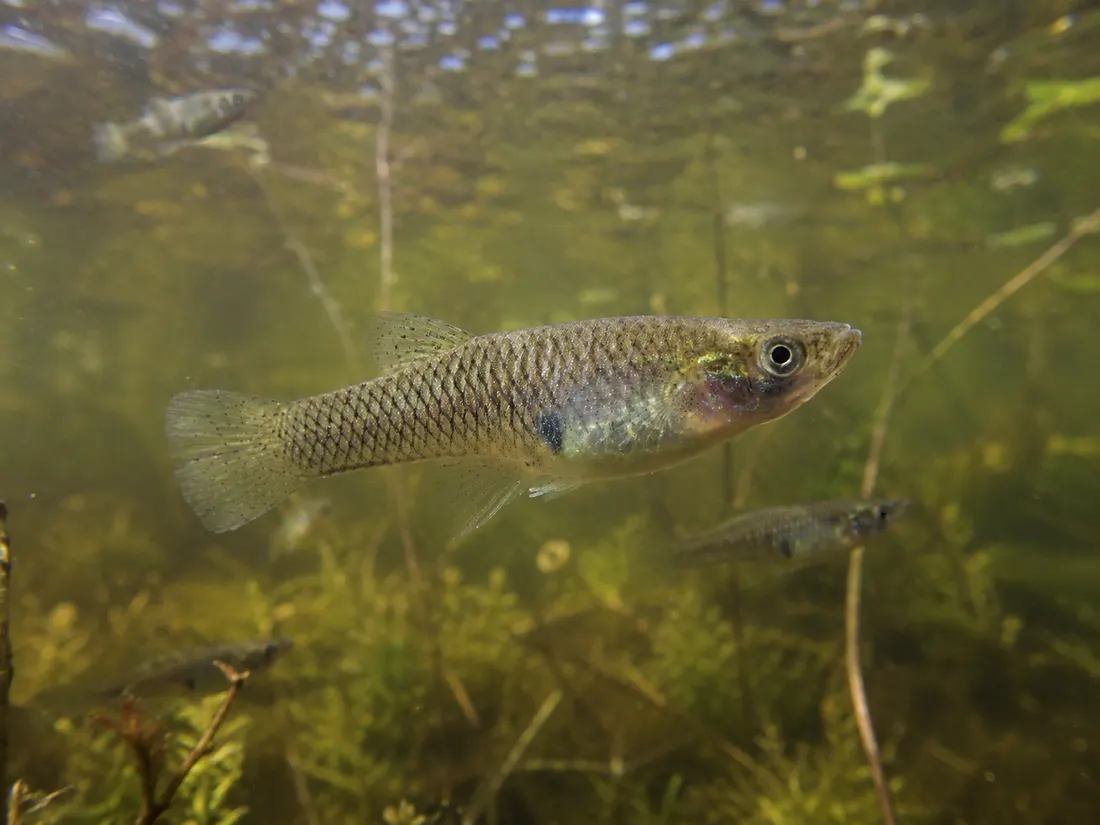 Gambusia (Gambusia affinis) in gruppo