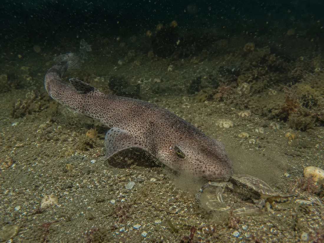 Gattuccio (Scyliorhinus canicula) in azione
