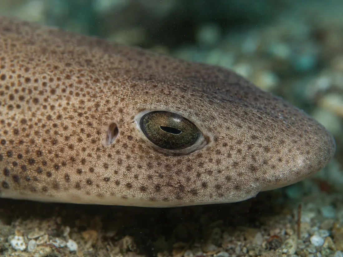 Gattuccio (Scyliorhinus canicula) in un dettaglio ravvicinato