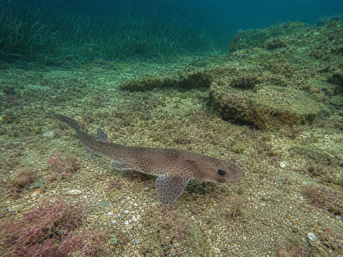 Gattuccio (Scyliorhinus canicula) nel suo habitat
