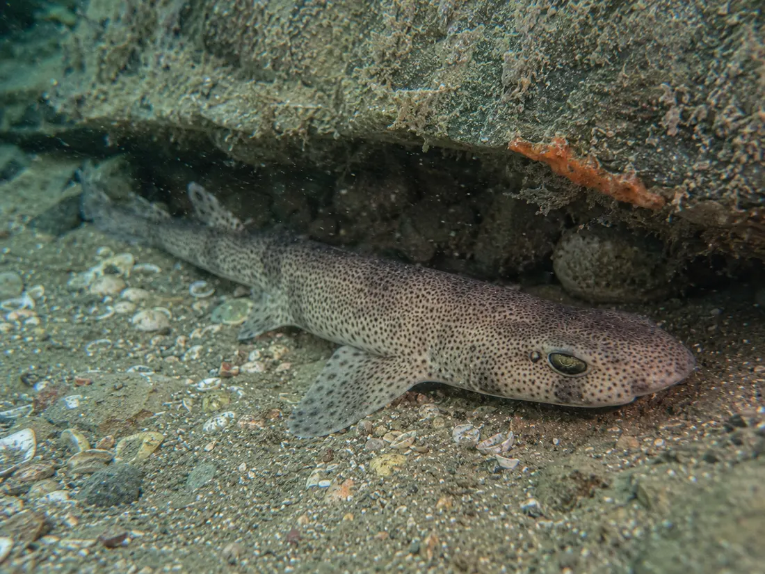 Gattuccio (Scyliorhinus canicula) in gruppo